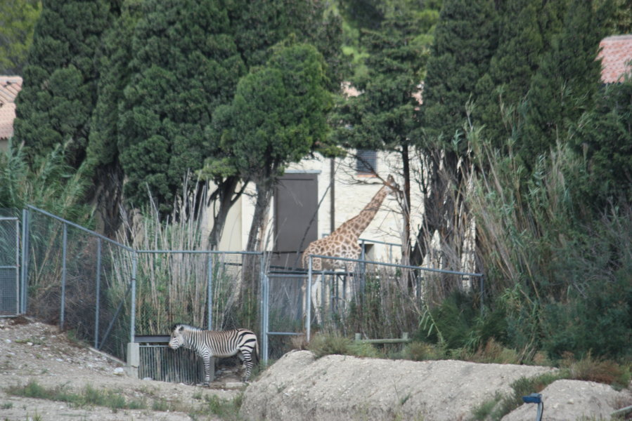 ***************** Hei feelt eng Foto **************